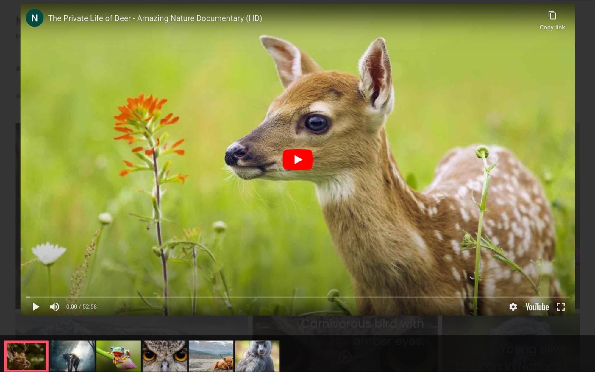 WordPress multimedia gallery